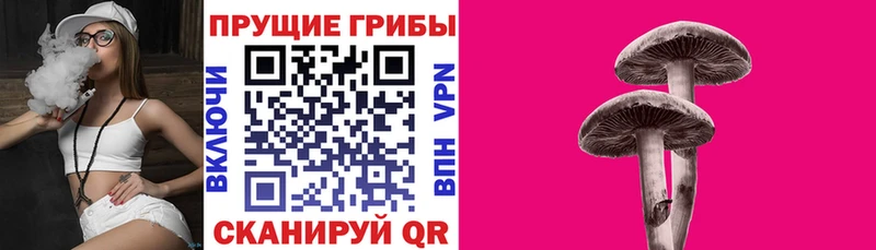 сколько стоит  Северодвинск  Галлюциногенные грибы Psilocybe 